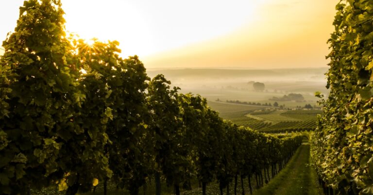 Hunter Valley Property Investment 2026: Wine, Tourism and Newcastle Spillover