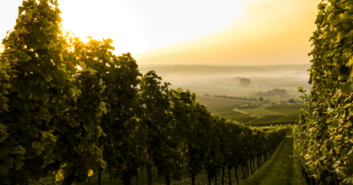 Hunter Valley Property Investment 2026: Wine, Tourism and Newcastle Spillover
